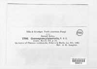 Passalora plectranthicola image